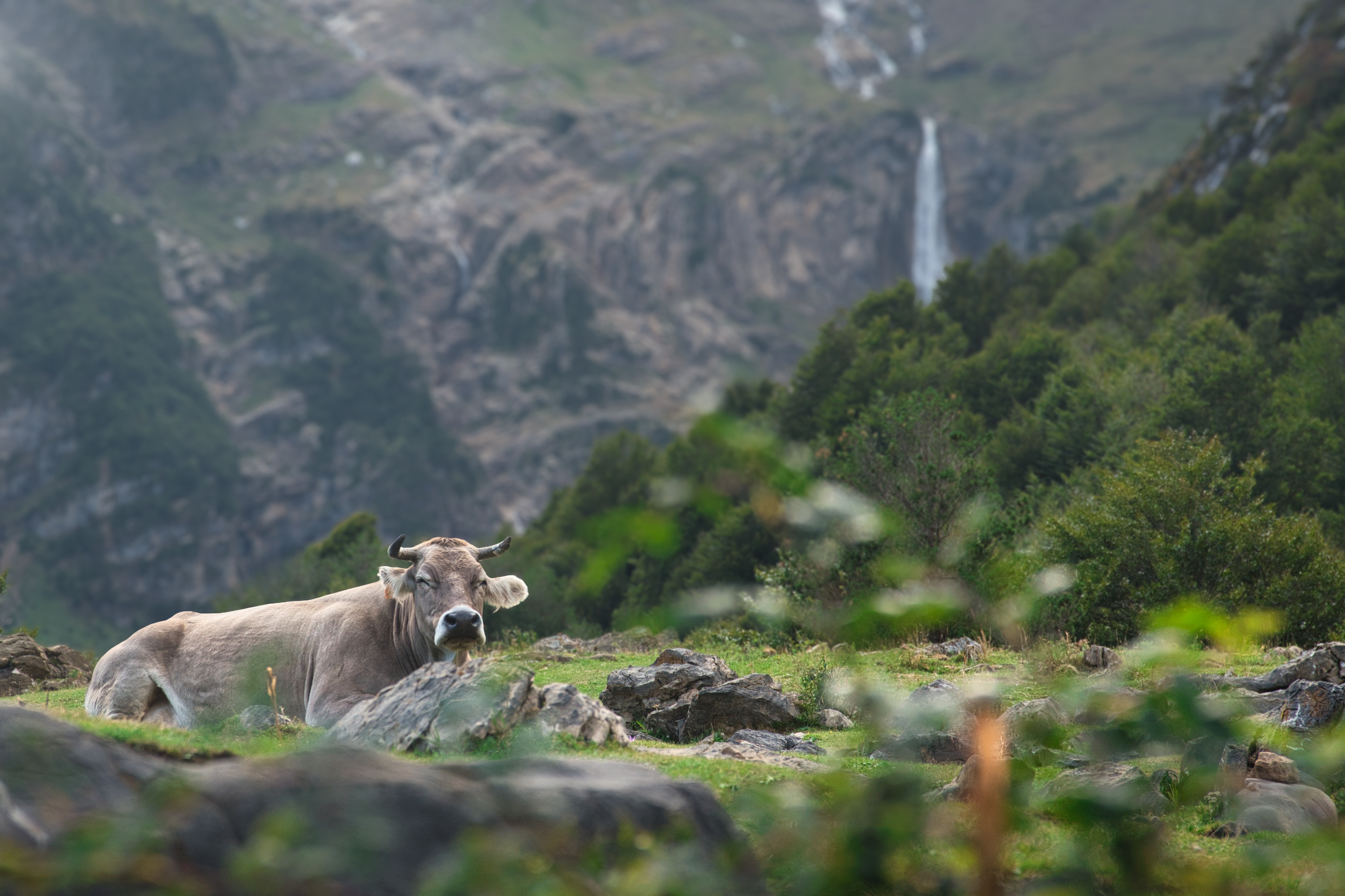 Pyrenean cow at rest, Valle de Pineta
